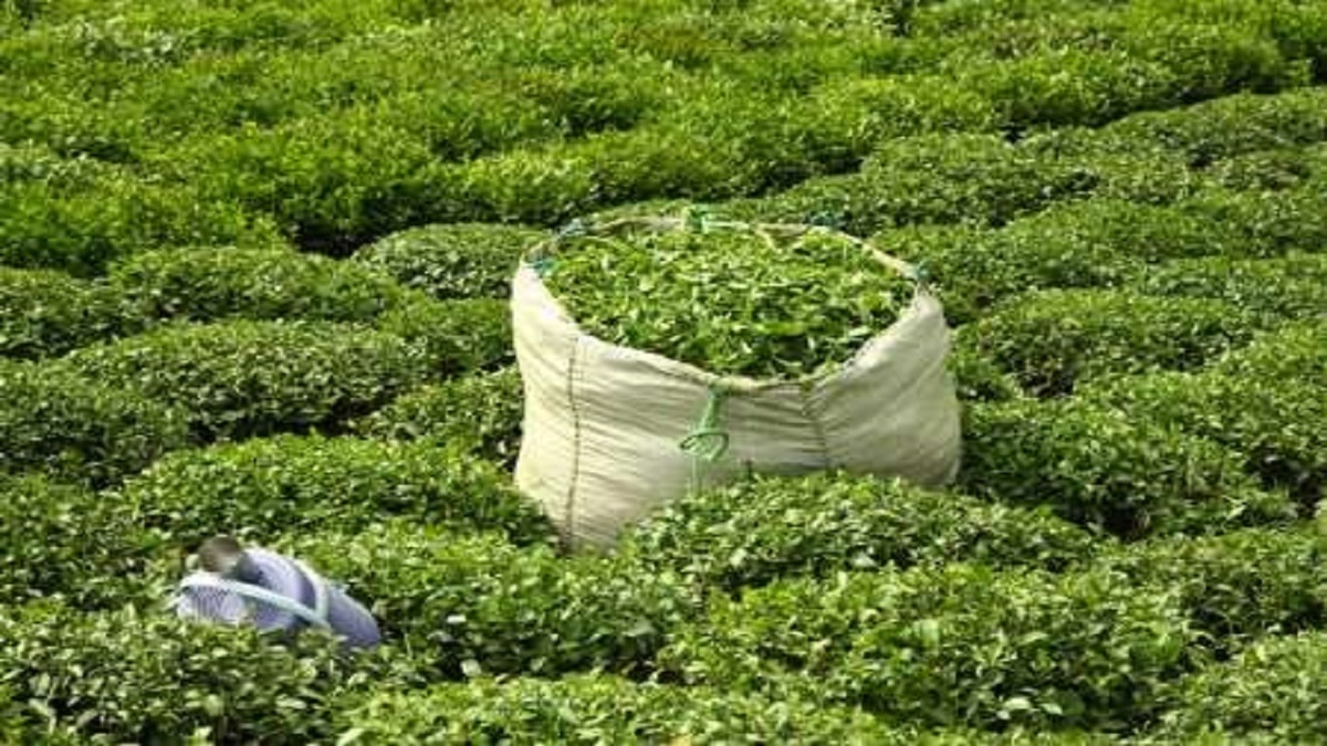 صادرات چای ۴۱ درصد افزایش یافت