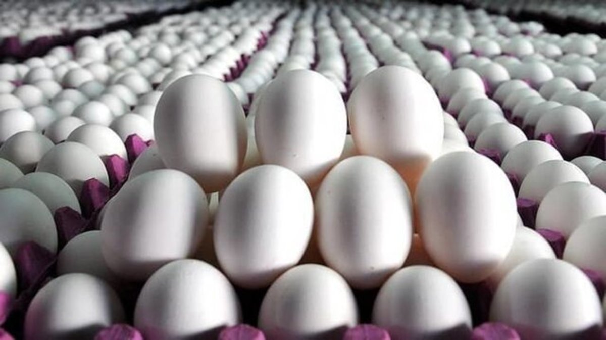 افزایش ۱۰۰ درصدی صادرات تخم‌مرغ خوراکی از استان مرکزی