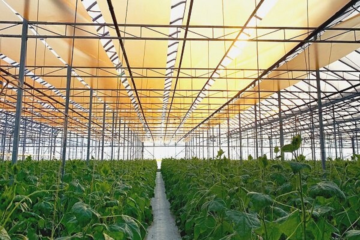 دومین گلخانه شیشه‌ای مدرن کشور در هیدج افتتاح شد