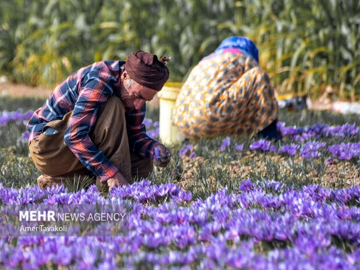 ایران ۹۰ درصد زعفران جهان را تامین می‌کند