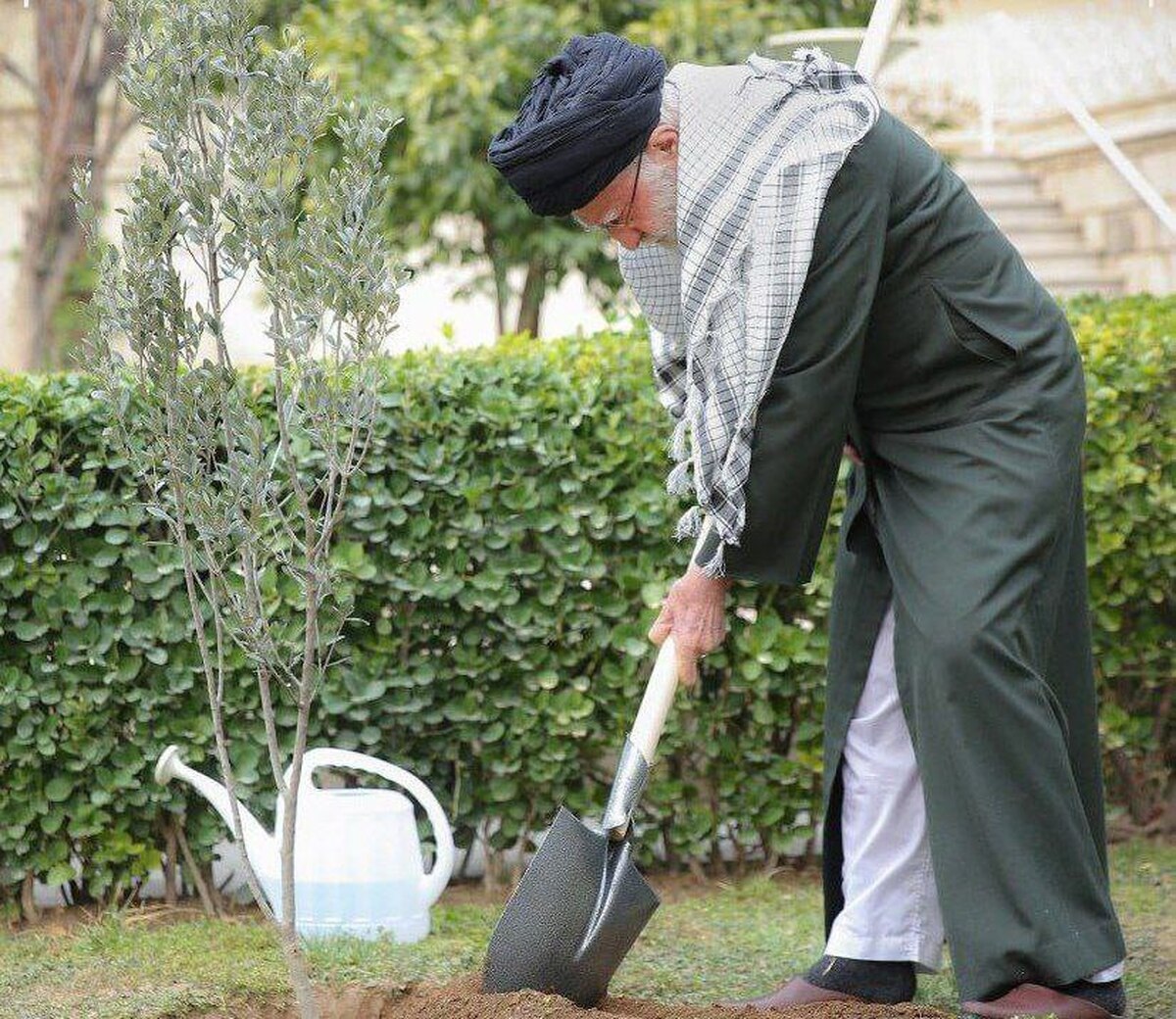 درخت زیتون مظهر تداوم مقاومت ملت فلسطین