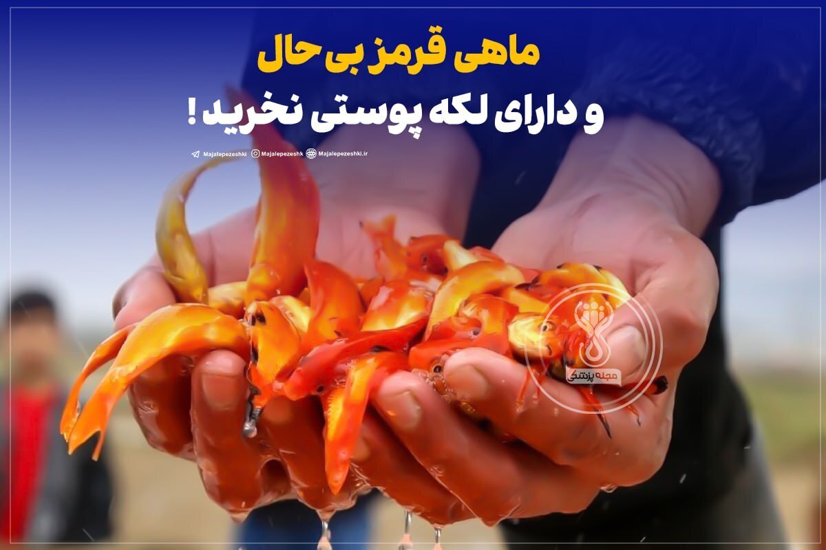 ماهی قرمز بی‌حال و دارای لکه پوستی نخرید !