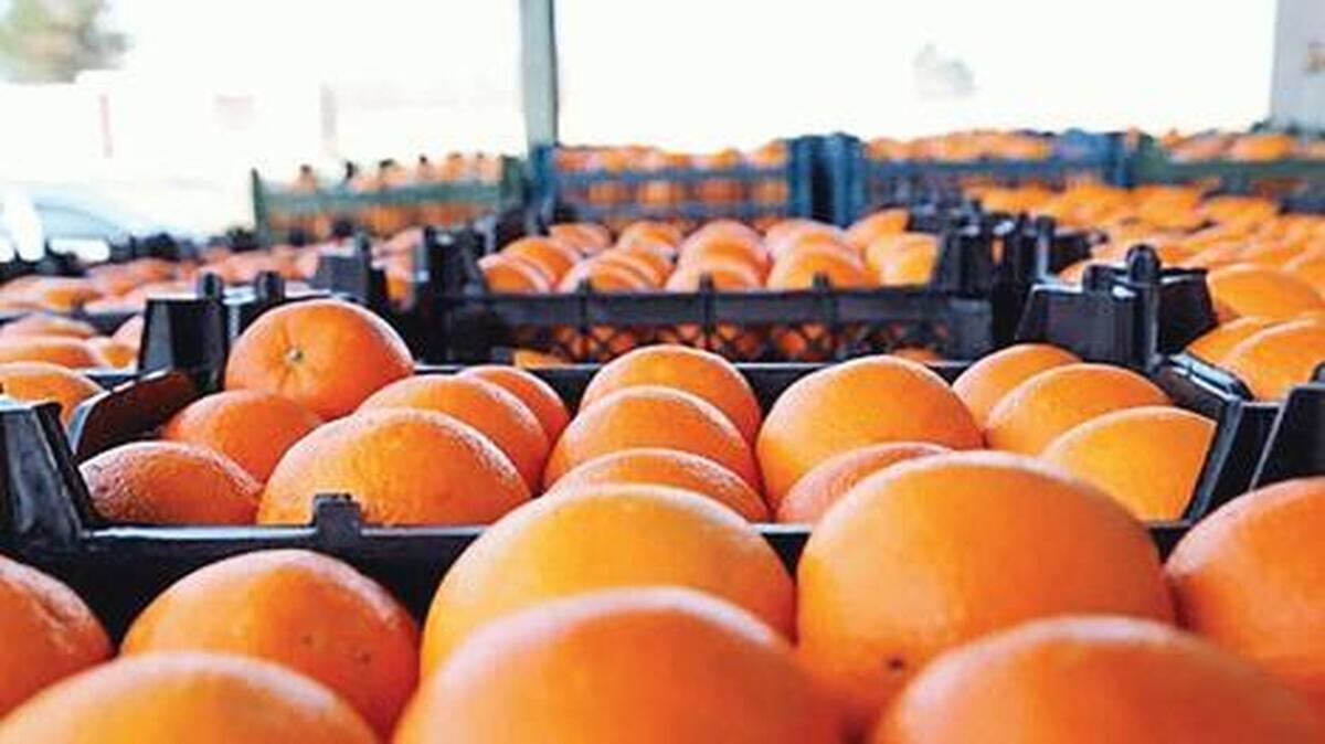 صادرات مرکبات ترکیه از مرز یک میلیارد دلار گذشت