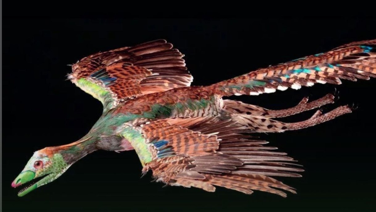 دانشمندان در پرهای پرندگان یک الگوی باستانی پنهان کشف کردند
