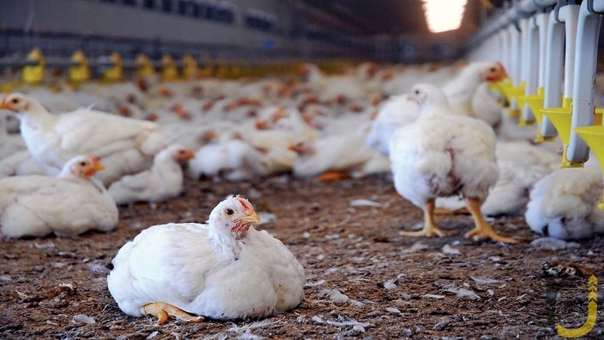 کمیاب شدن واکسن طیور؛ معضل جدید مرغداران