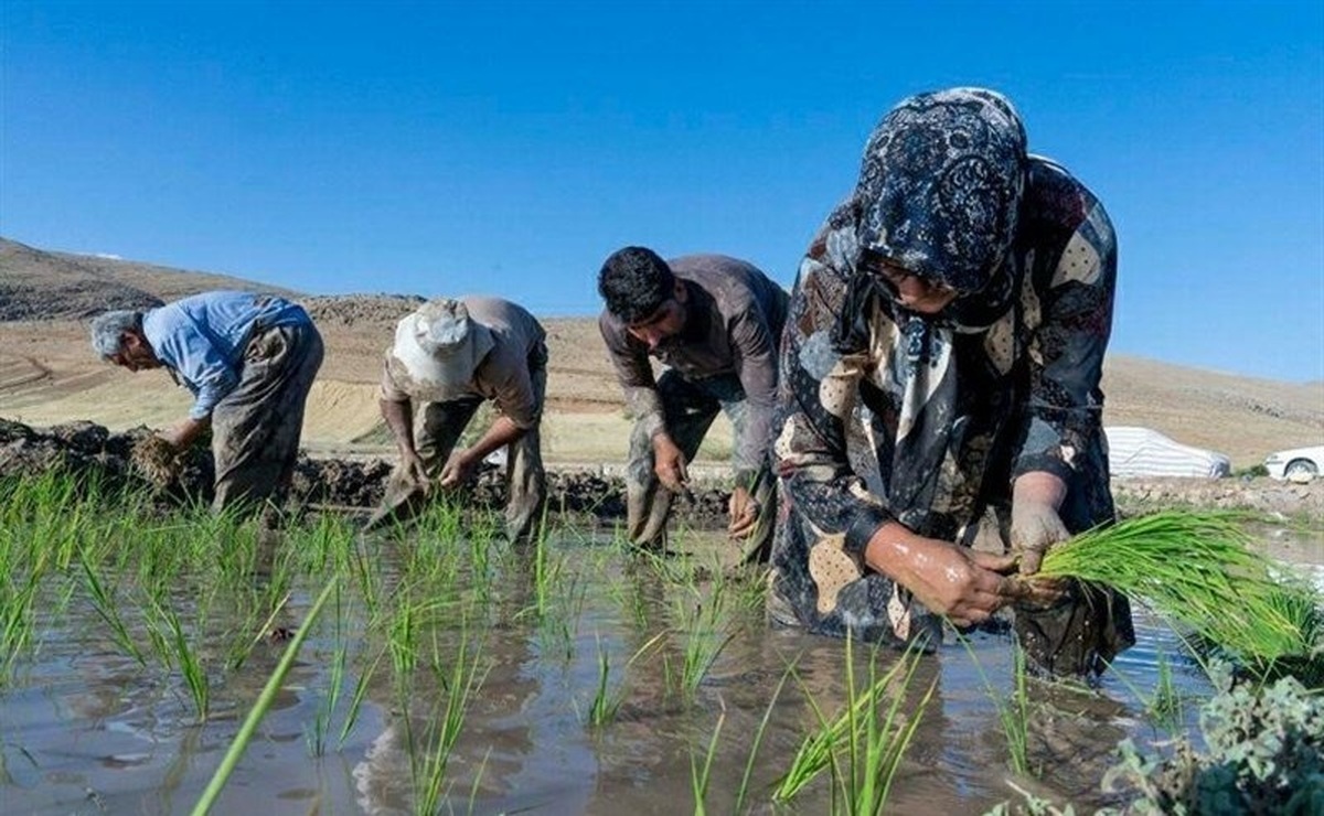 فوت دومین نفر بر اثر «تب شالیزار» در مازندران!