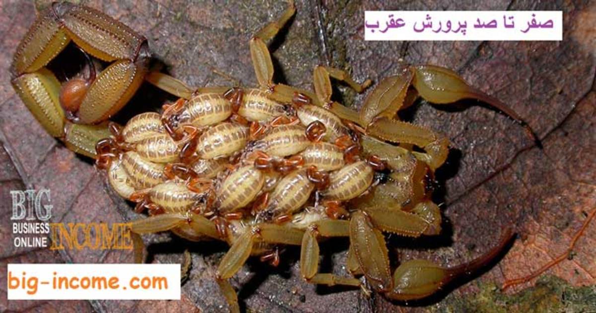 آموزش کامل پرورش عقرب و تولید سم از آن (صفر تا صد)