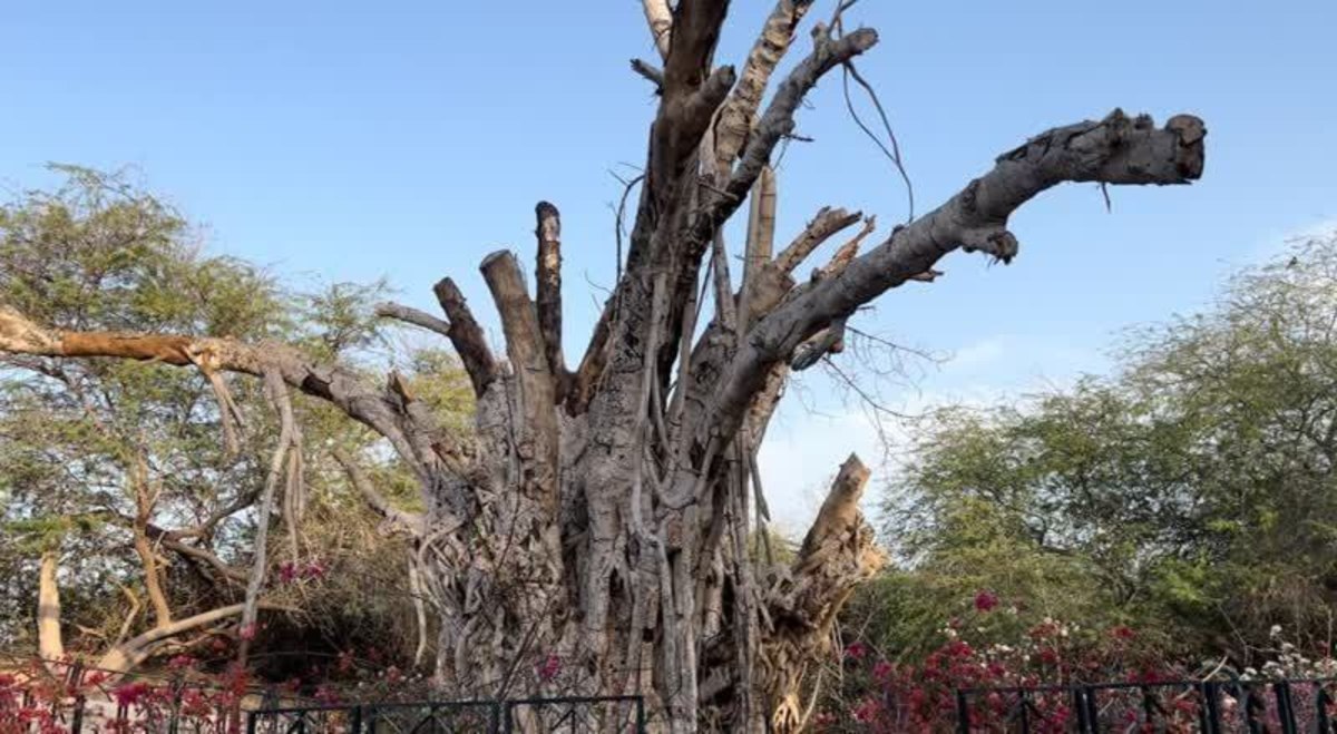 درخت انجیر معابد ۵۰۰ ساله در کیش از بین رفت!