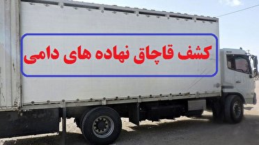 اژه‌ای: بیش از هزارمیلیارد برای ‌میلیون‌ها تن نهاده دامی پول گرفتند اما چیزی وارد نشد