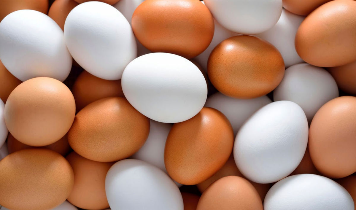 صادرات تخم مرغ با شرطی عجیب آزاد شد