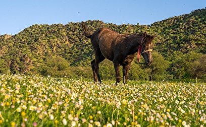 طبیعت بهاری منطقه دره اناران سپیدشت خرم آباد