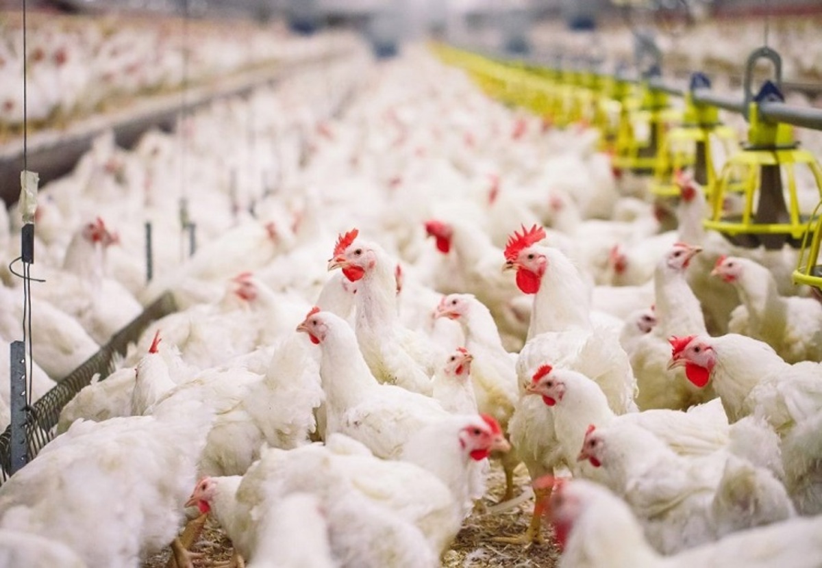 ۶ عامل اصلی در مدیریت و ثبات قیمت مرغ در بازار