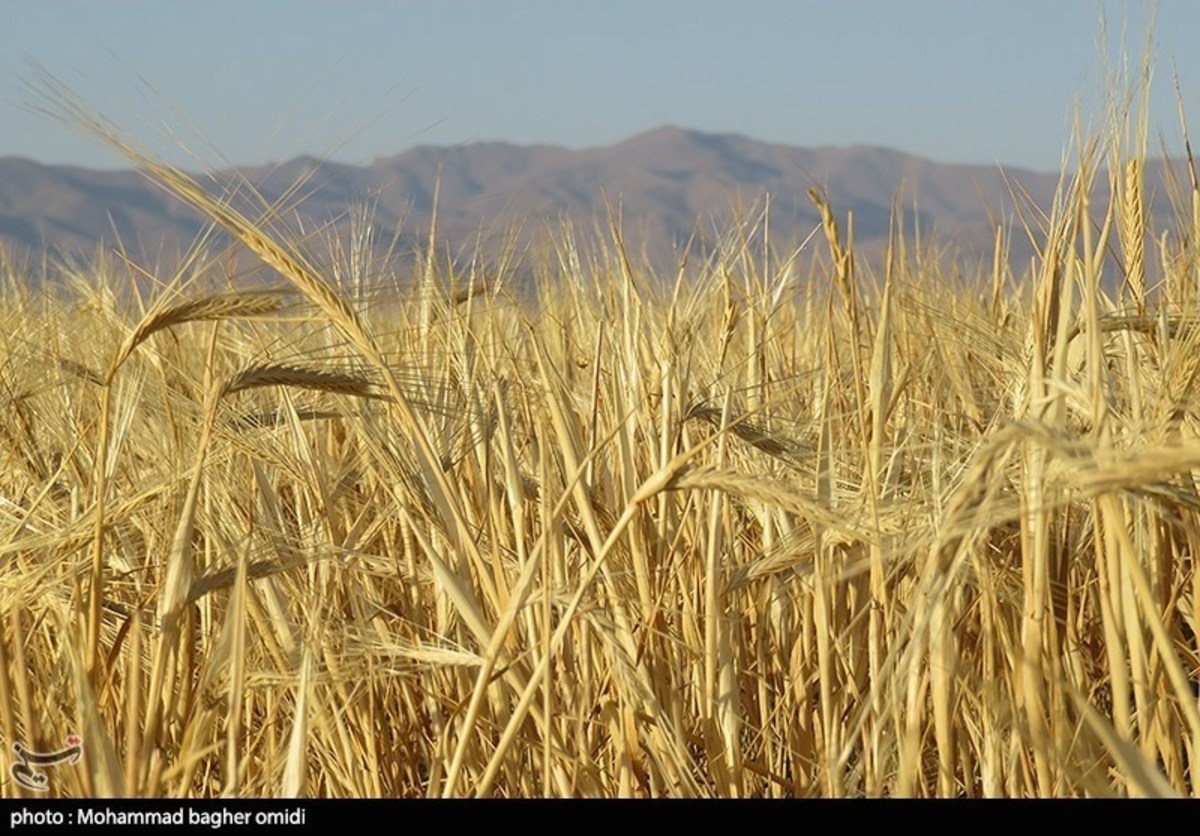 پیش بینی وزارت کشاورزی آمریکا از افزایش ۱.۵ میلیون تنی تولید ۲ غله مهم ایران