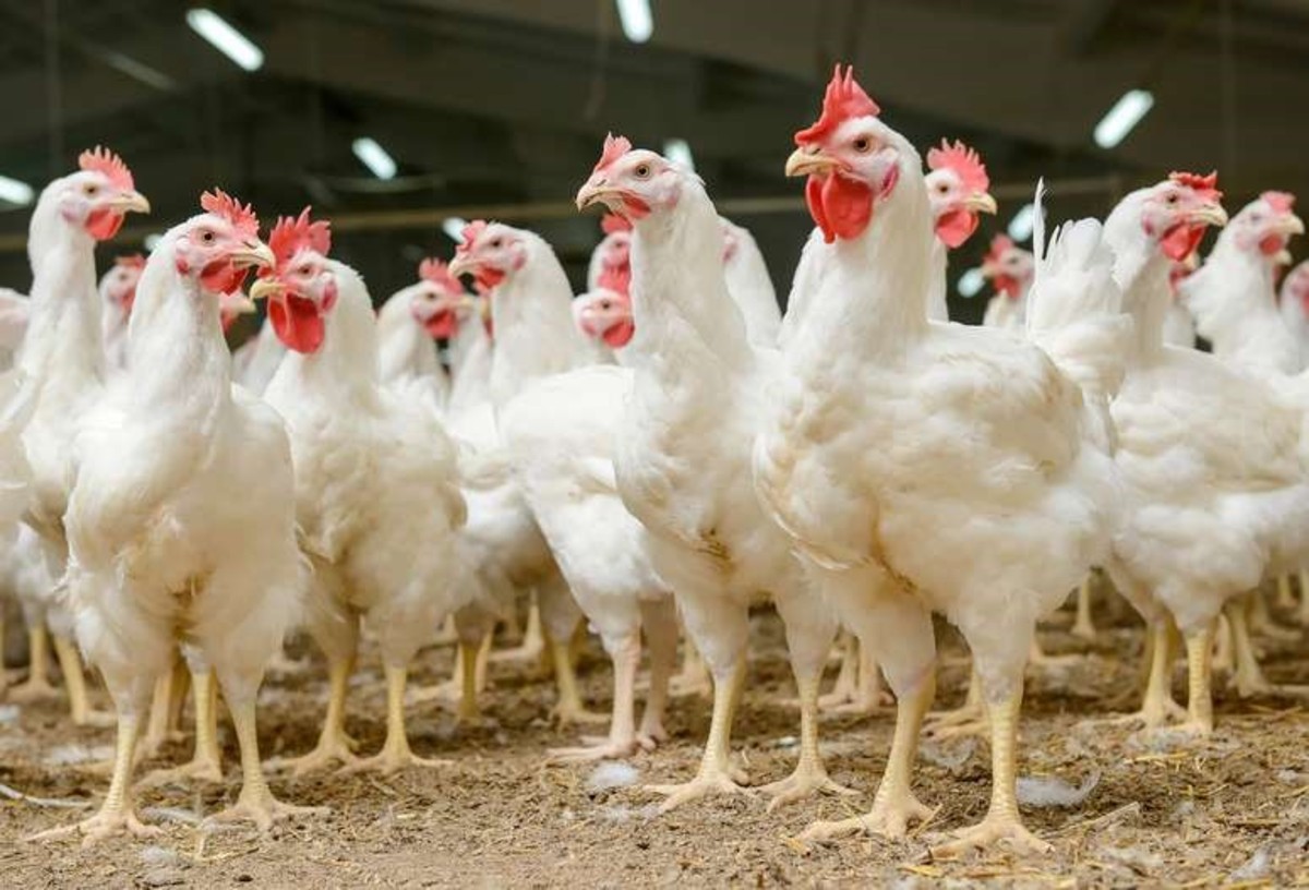 افزایش «بهره‌وری» و تامین «گوشت سالم» با تولید مرغ سایز