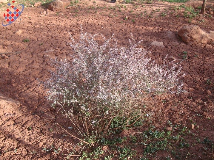 درخت گیلاس در زیر آوار  چوب در ختان خشک