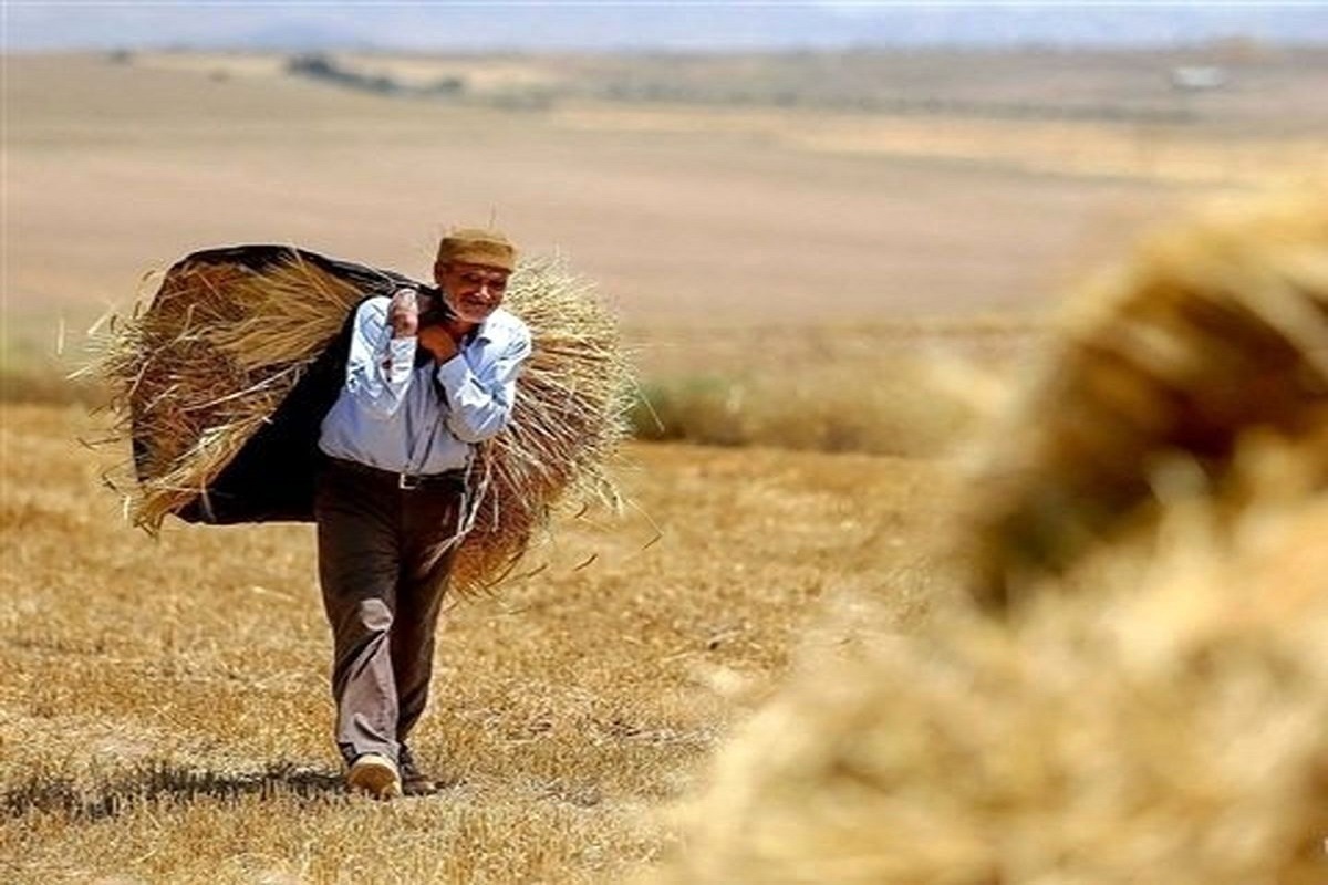 پرداخت مطالبات گندم‌کاران عقب افتاد/ دولت عذرخواهی کرد