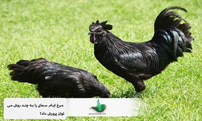 مرغ ایام سمانی + [ ایام سمانی را بشناسید و پرورش دهید ]