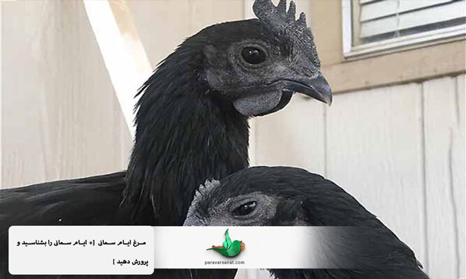 مرغ ایام سمانی + [ ایام سمانی را بشناسید و پرورش دهید ]