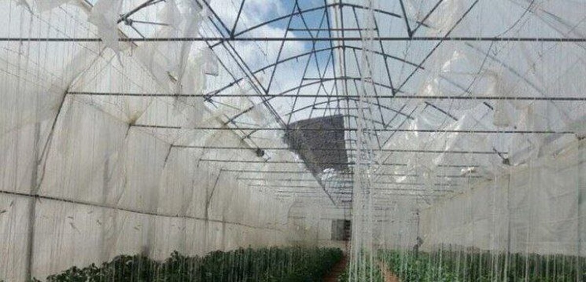 گلخانه‌داران هشدار وزش باد را جدی بگیرند