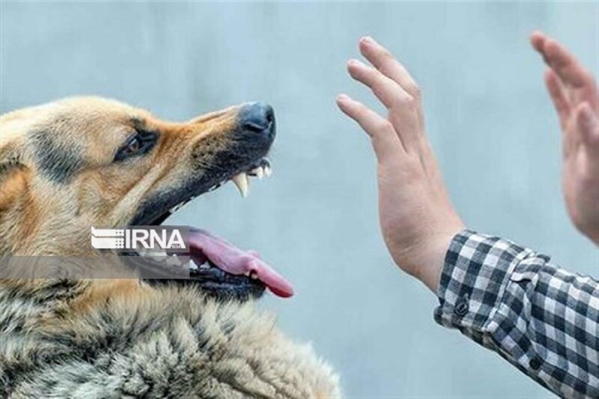 سگ‌های ولگرد جان کودک سه ساله را در ارومیه‌ گرفتند