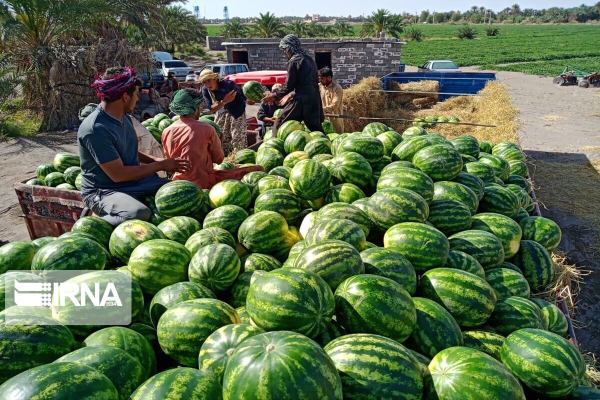 با وجود بحران آب؛ ایران رتبه نخست صادرکننده آب مجازی در خاورمیانه