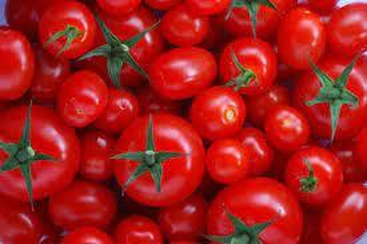 روند کاهشی قیمت گوجه فرنگی