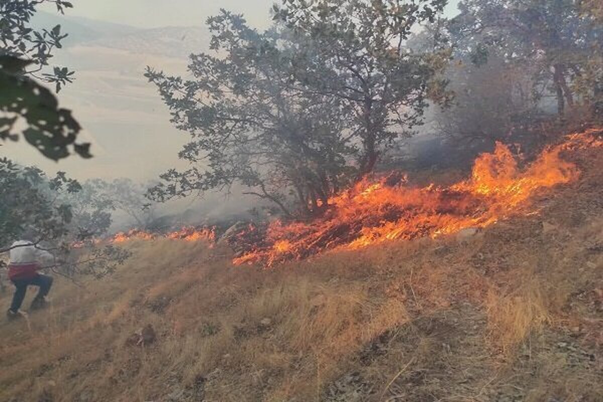 آتش سوزی ۱۵ هکتار از باغات رودبار