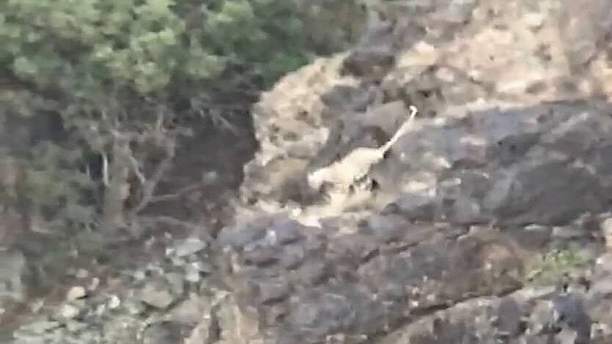 مرد روستایی درحمله پلنگ زخمی شد