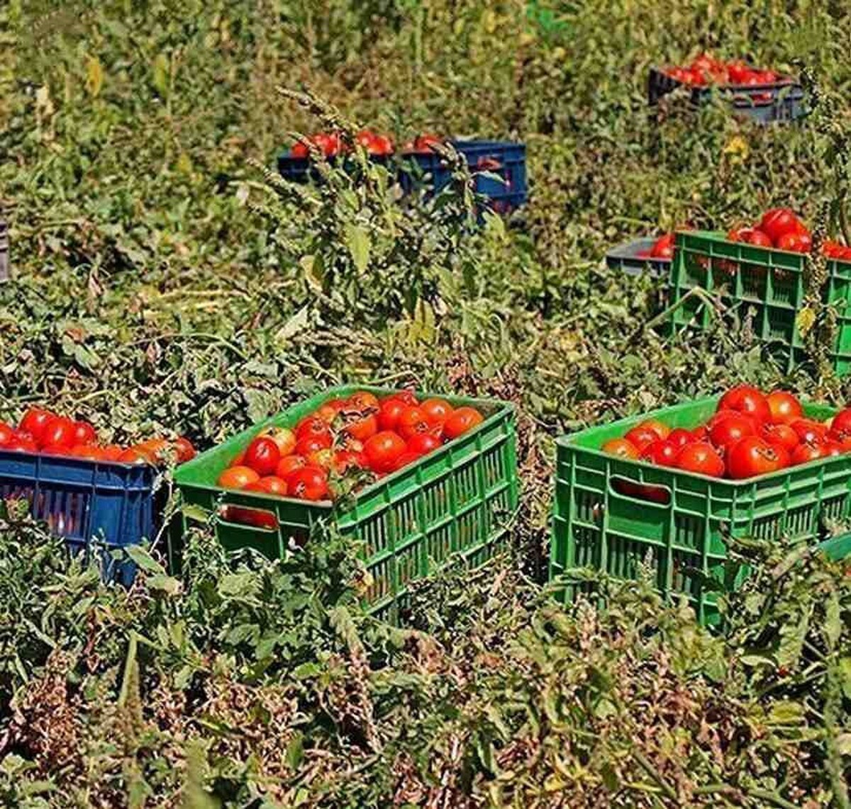 صادرات پیاز و گوجه ممنوع می‌شود