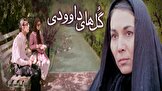 ناگفته مرحوم پروانه معصومی از گل‌های داودی