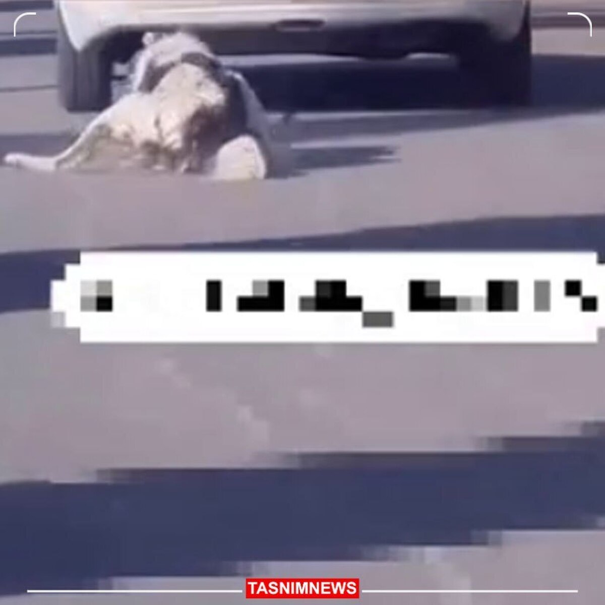 عامل حیوان‌آزاری در گلبهار دستگیر شد