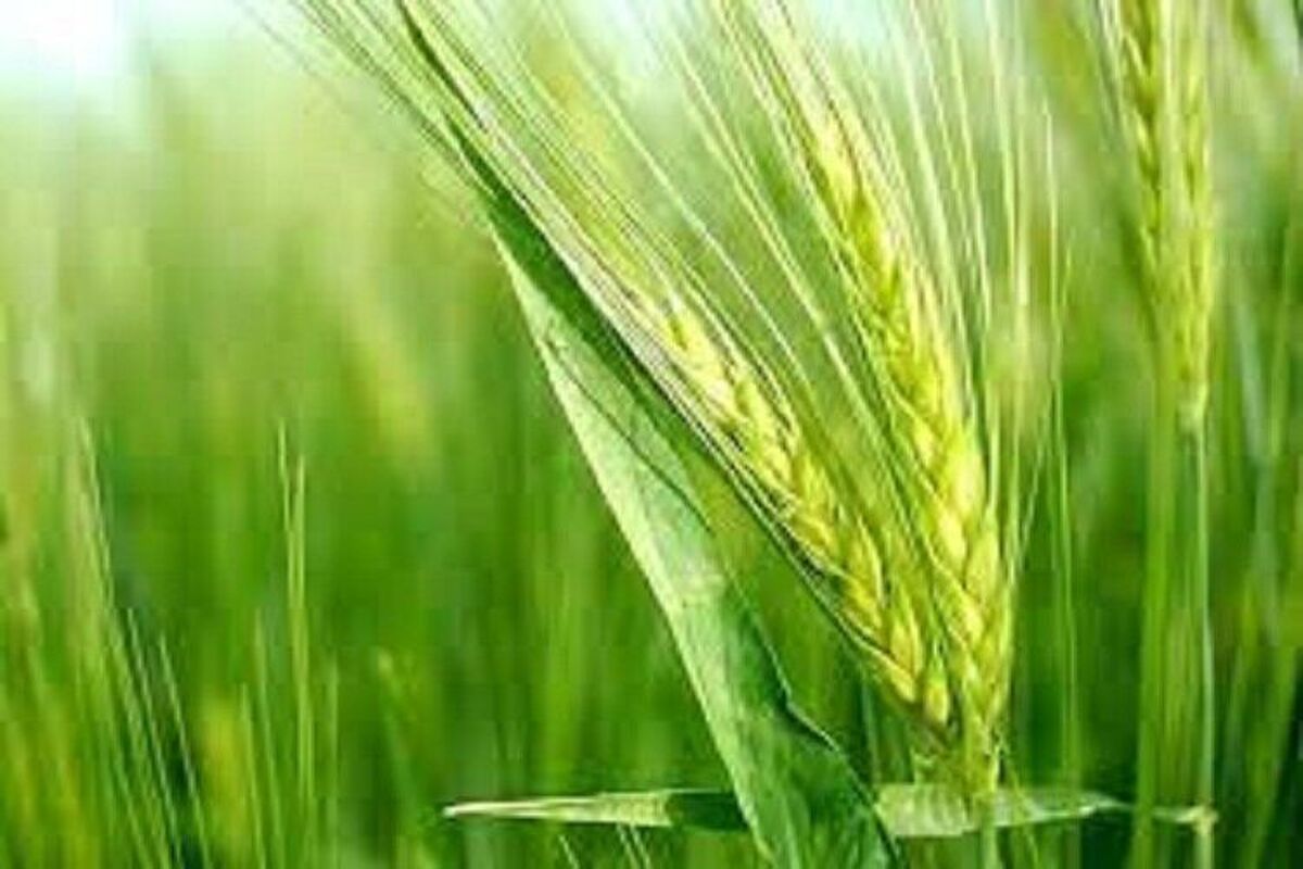 اجرای الگوی کشت نیازمندمشوق‌های قوی برای سال زراعی آینده است