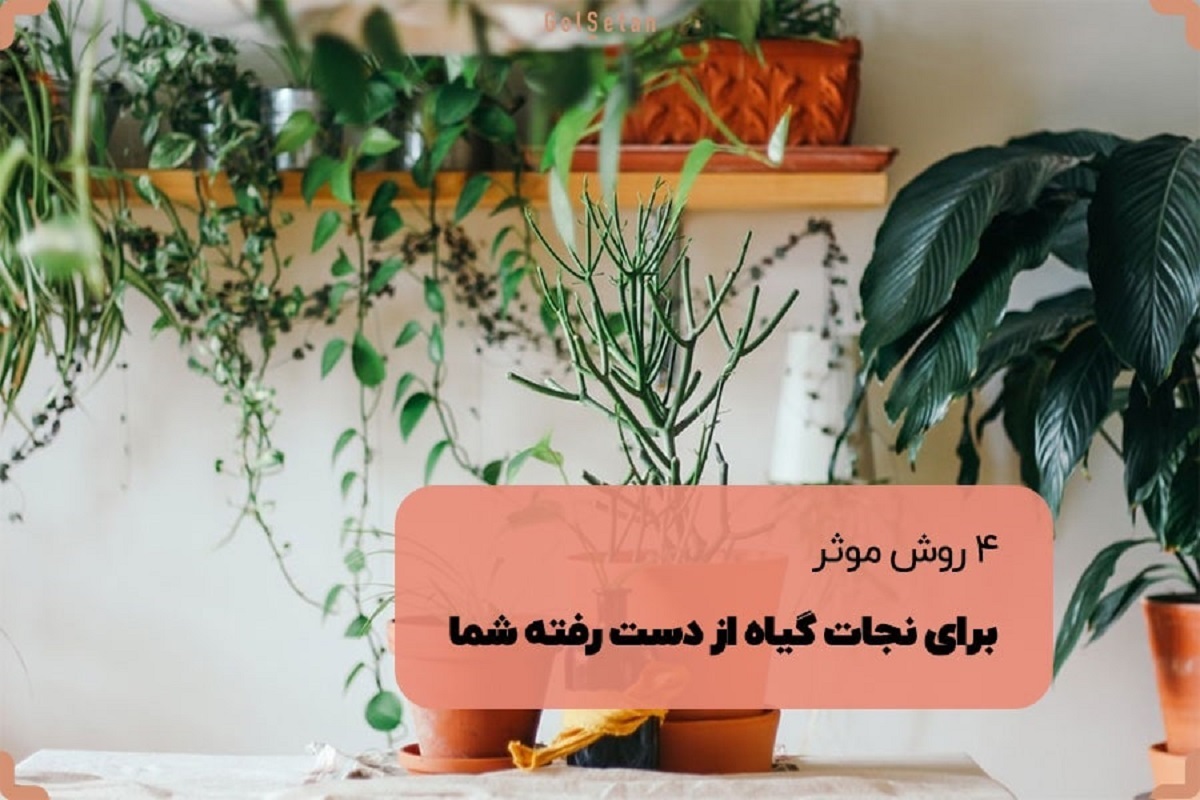 4 روش موثر برای نجات گیاه از دست رفته شما