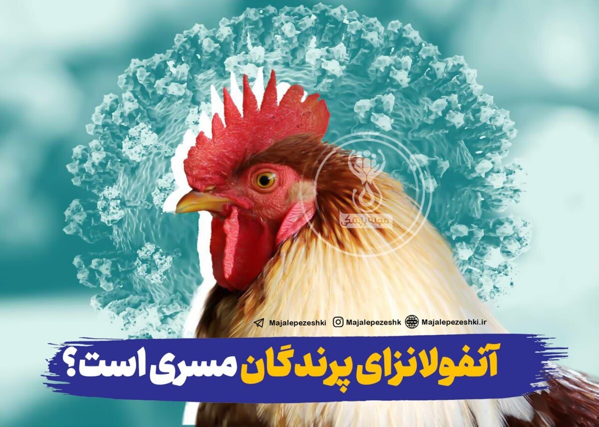 آنفولانزای پرندگان مسری است؟