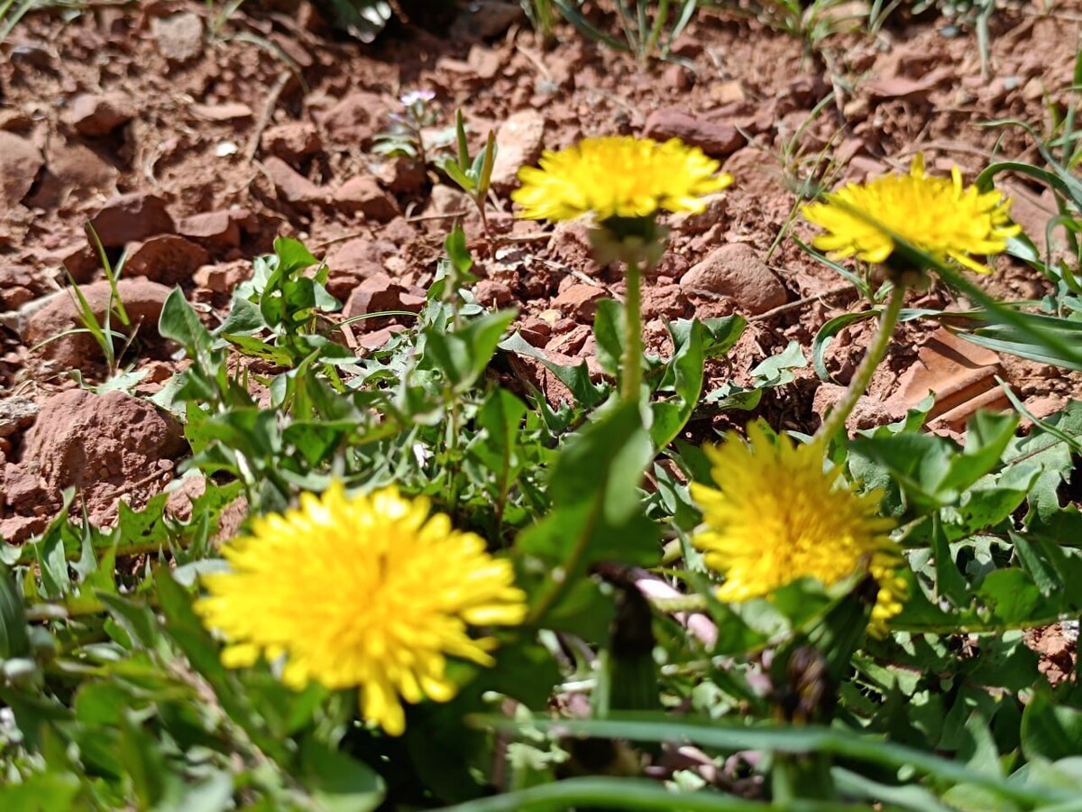 گیاه دارویی زیبای شهری  