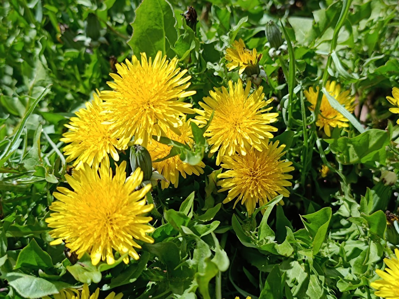 گیاه دارویی زیبای شهری  
