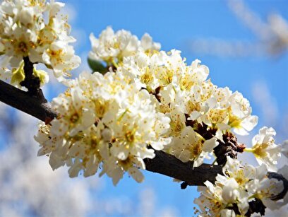 شکوفه های زیبای بهاری در شهریار