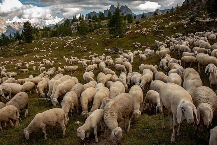 بهترین راهنمای خرید گوسفند زنده در تهران