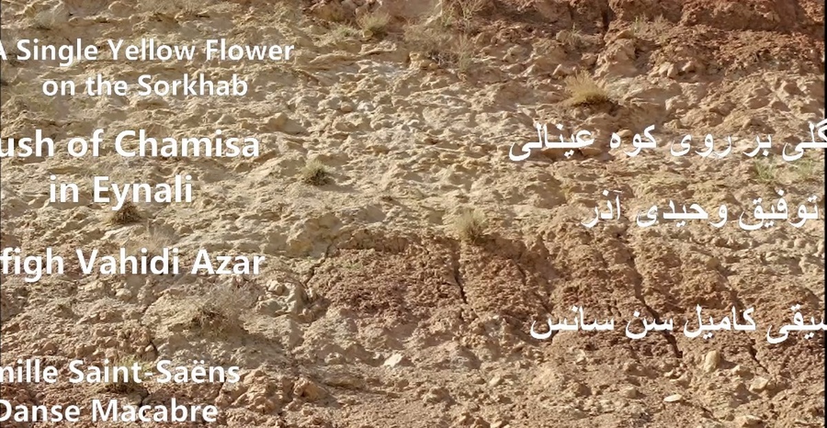 تک گل زرد بر روی کوه عینالی