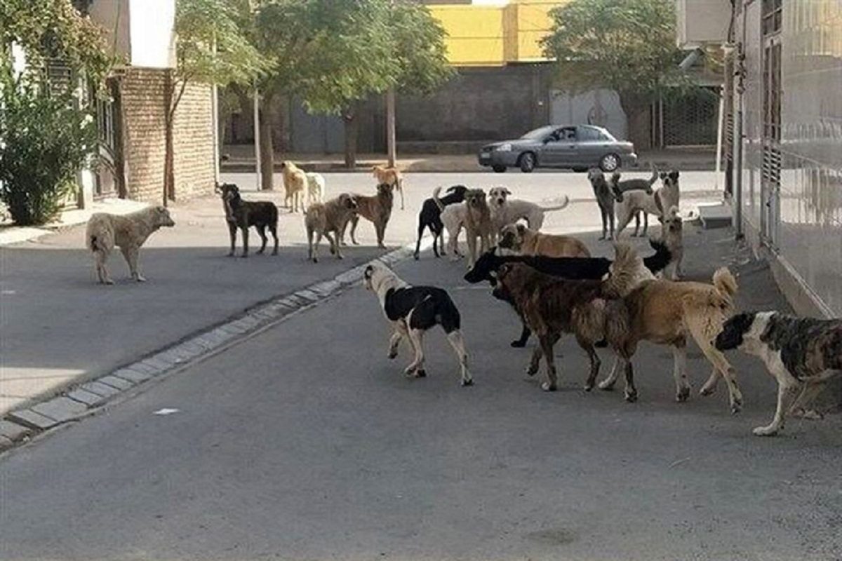 سگ های هار در کمین شهروندان کردستانی