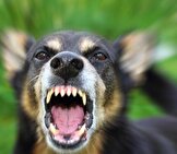 ثبت۳۷۰۰۰۰حیوان‌گزیدگی طی یک‌سال