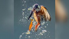 نگاهی نزدیک به یک شاهکار طبیعت؛ عکاسی از ماهی‌خورک گوش‌آبی