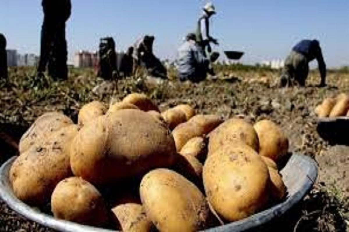 سیب زمینی‌های پاکستانی، ایرانی از آب درآمد؟/ سیب زمینی گران تر از آواکادو!