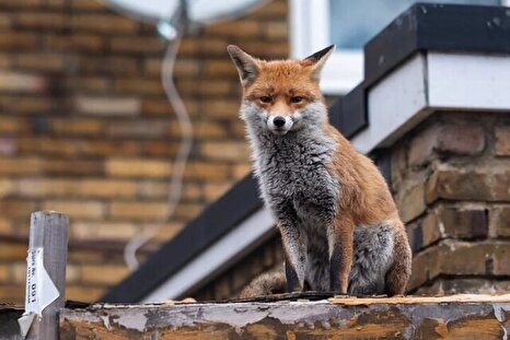 علت حضور روباه‌ها در تهران