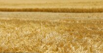 پیش‌بینی تولید گندم در سال زراعی ۱۴۰۵-۱۴۰۴