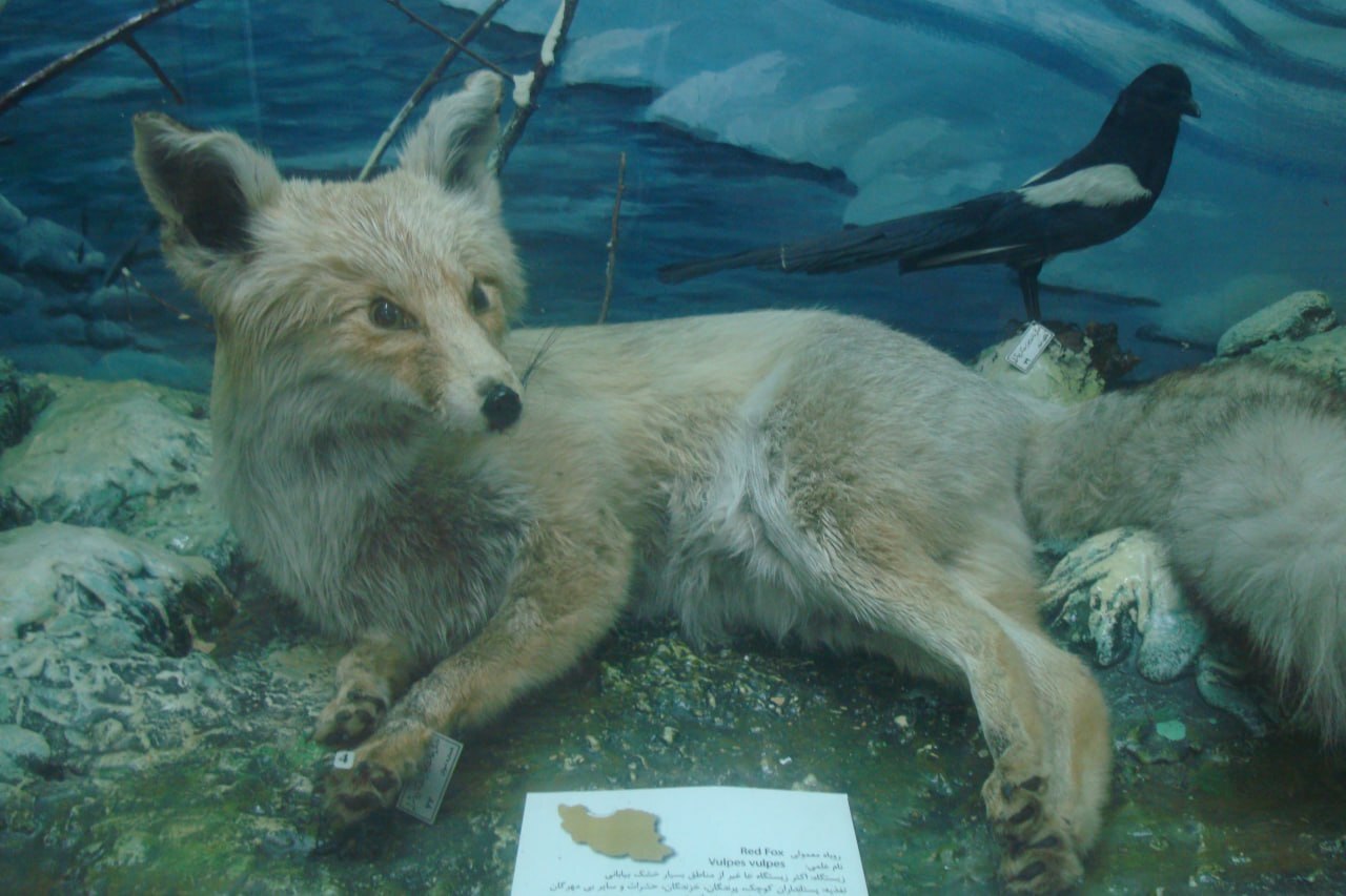 بحران رهاشده‌ای که امنیت عمومی، قانون و محیط‌زیست را تهدید می‌کند