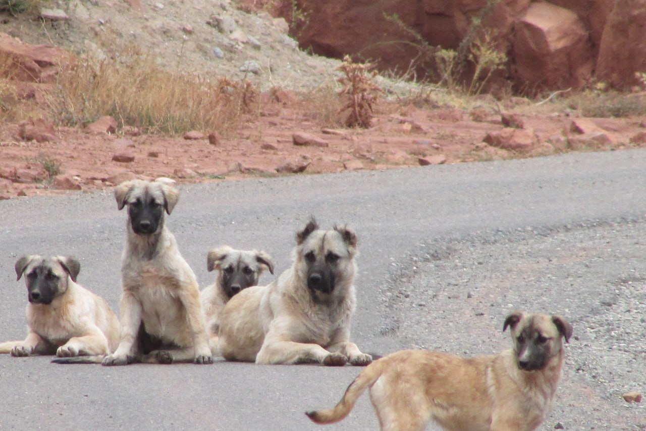 بحران رهاشده‌ای که امنیت عمومی، قانون و محیط‌زیست را تهدید می‌کند