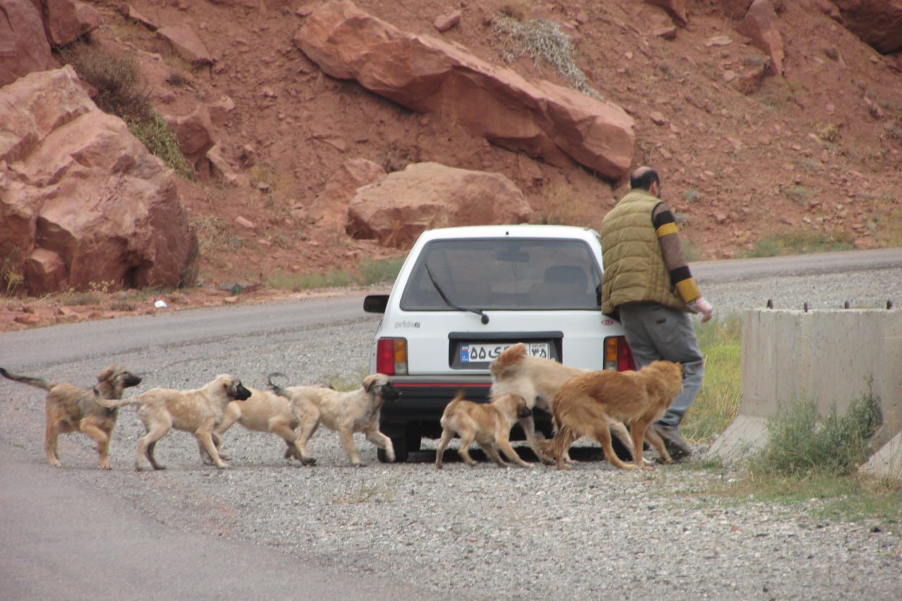 بحران رهاشده‌ای که امنیت عمومی، قانون و محیط‌زیست را تهدید می‌کند