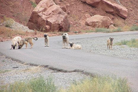 بحران رهاشده‌ای که امنیت عمومی، قانون و محیط‌زیست را تهدید می‌کند