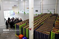 ایران سومین تولیدکننده پسته جهان